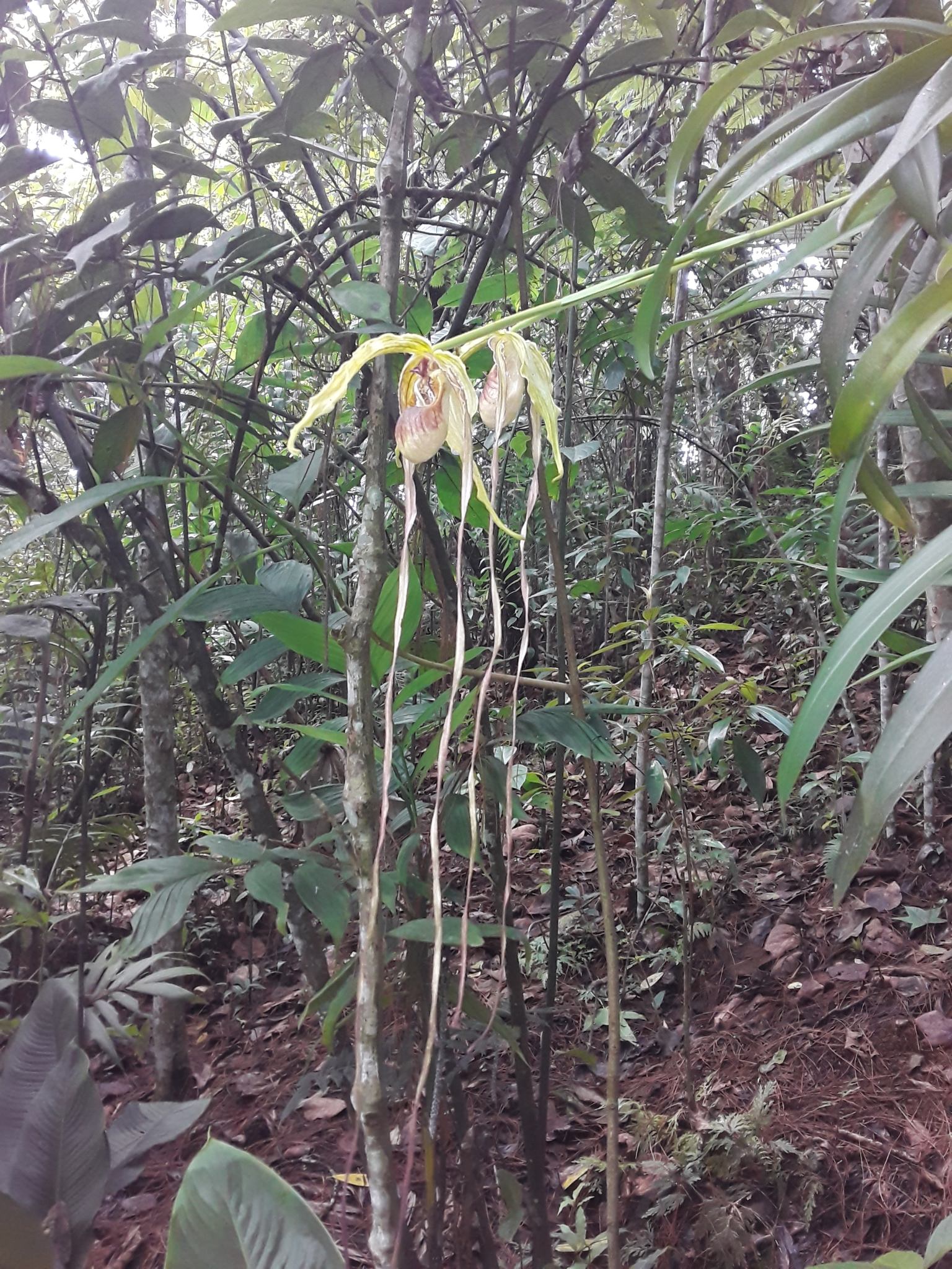 Phragmipedium exstaminodium
